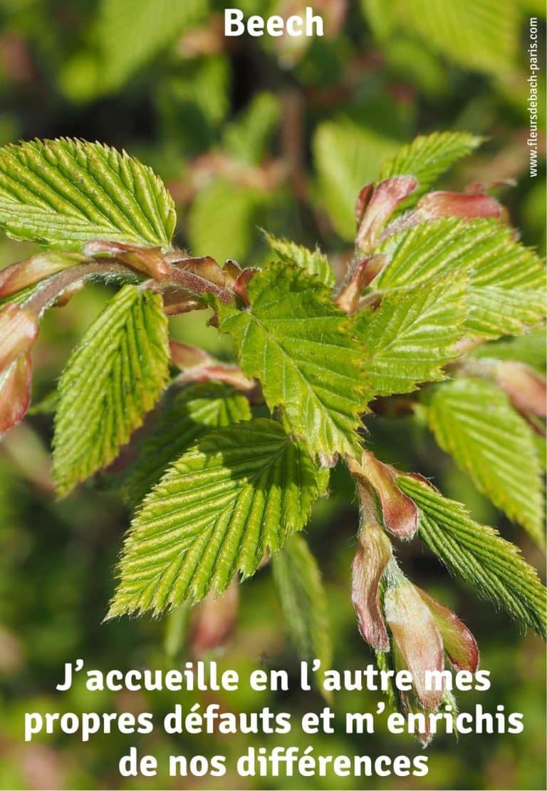 beech-fleur-de-bach-75