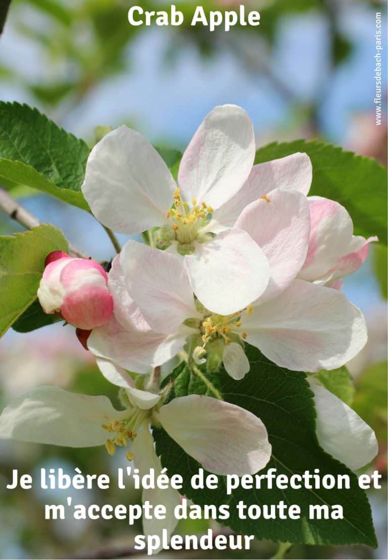 crab-apple-fleur-de-bach-75