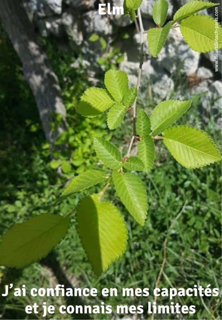 elm-fleur-de-bach-75
