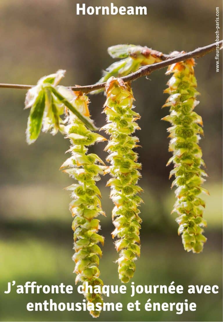 hornbeam-fleur-de-bach-75