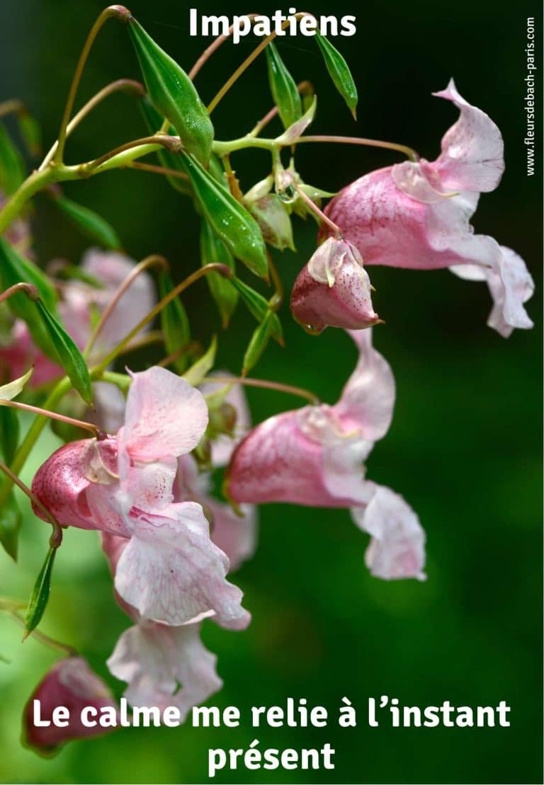 impatiens-fleur-de-bach-75