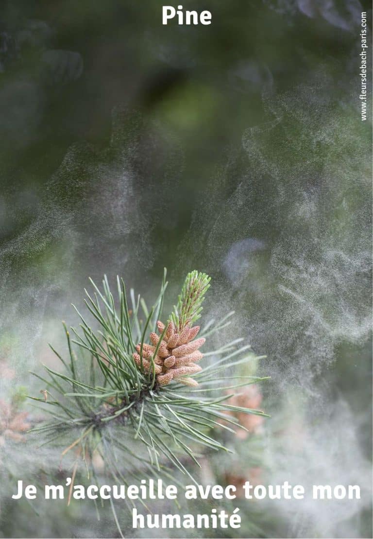pine-fleur-de-bach-75
