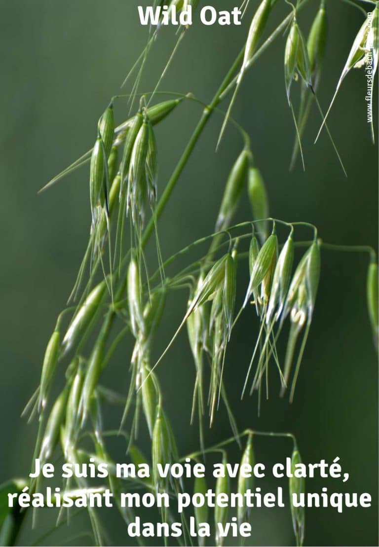 wild-oat-fleur-de-bach-75