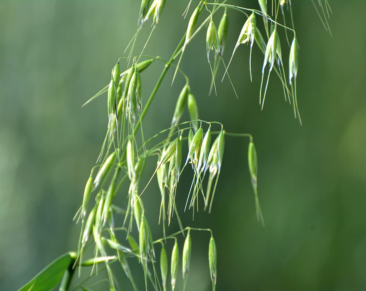 wild oat fiori di bach