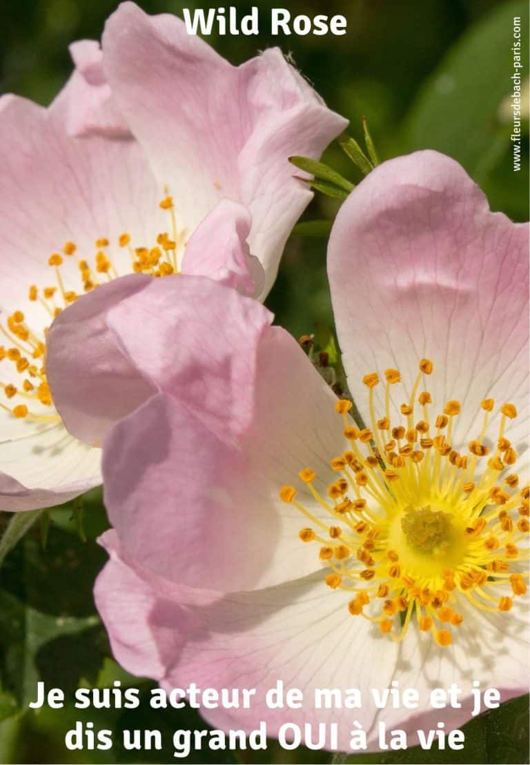 wild-rose-fleur-de-bach-75
